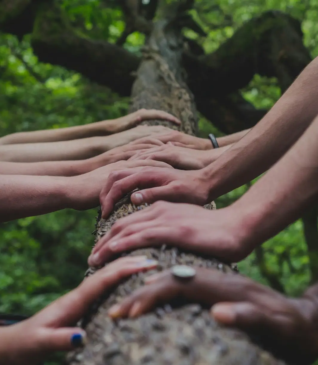 Tree Hug